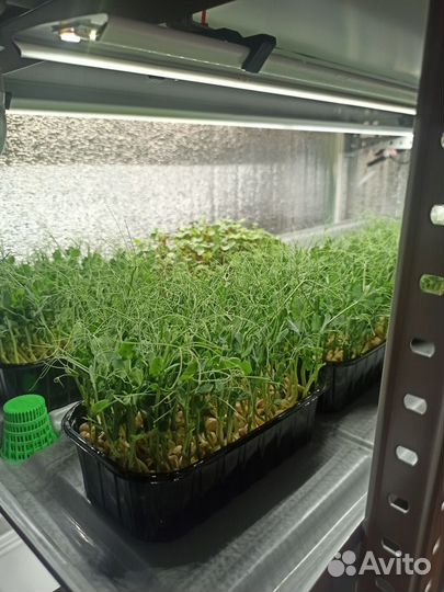 Микрозелень