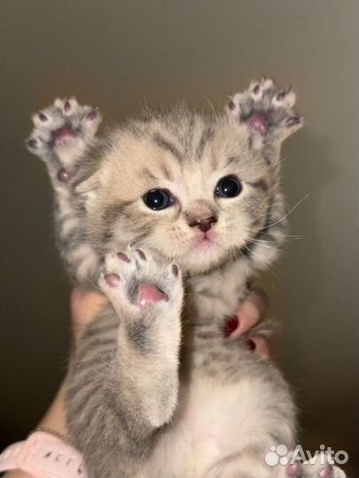 Шотландские котята