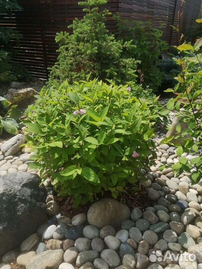 Спирея японская Спарклинг шампань