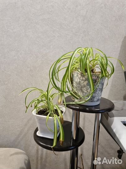 Хлорофитум