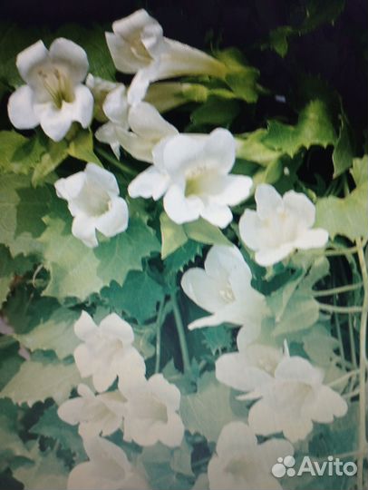 Лофоспермум лофос белый малиновый