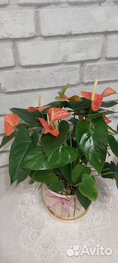 Антуриум,эсхинантус Мона Лиза