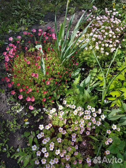 Многолетники, можжевельник,аралия манжурская