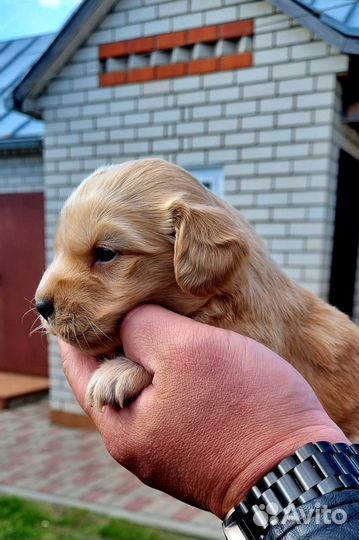 Щенки в добрые руки