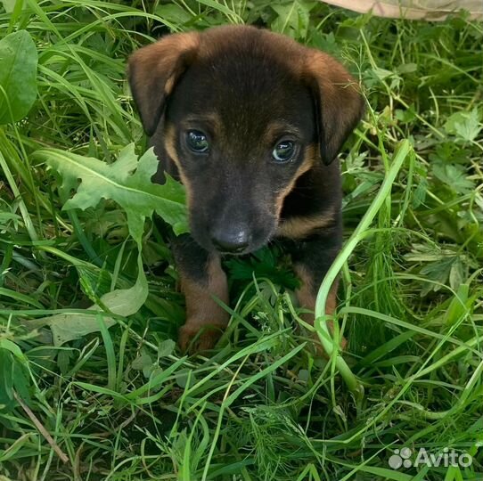 Щенок таксы