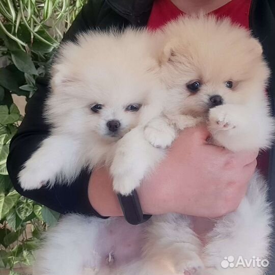 Померанский шпиц,в самом модном типе