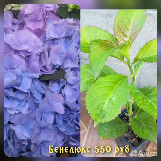 Гортензия, Почвопокровники