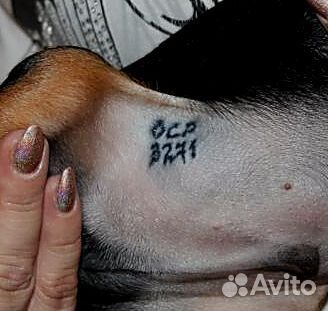 Клеймение щенков, собак