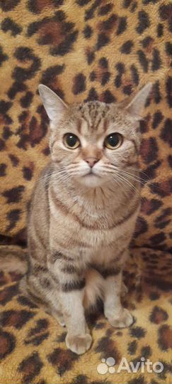 Шотландская прямоухая кошка