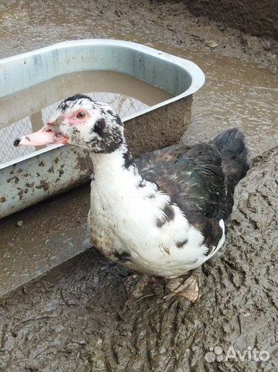 Петухи и индоутки