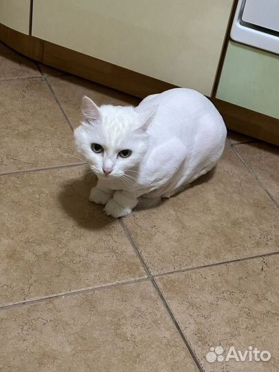 Турецкая ангора