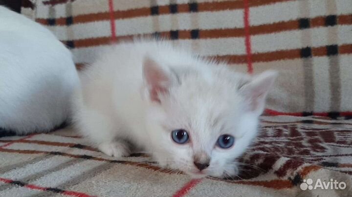 Котята с доставкой