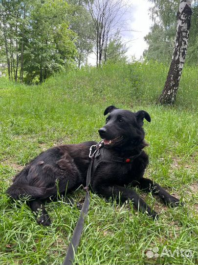 Собака из приюта в добрые руки