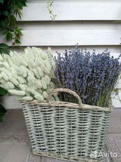 Лаванда, лагурус и другие сухоцветы более 20 видов