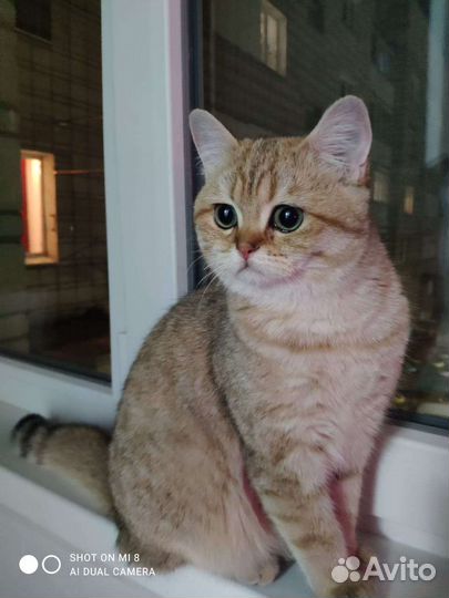 Британская кошка