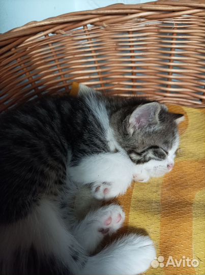 Шотландские котята
