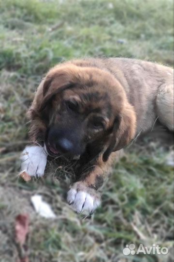 Щенок мальчик