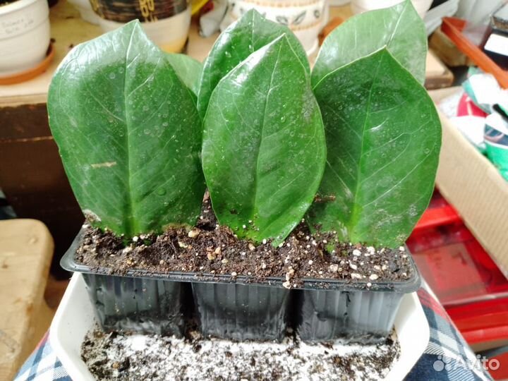 Замиокулькас