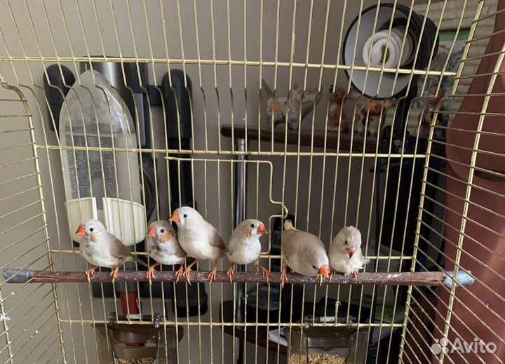 Зебровые амадины