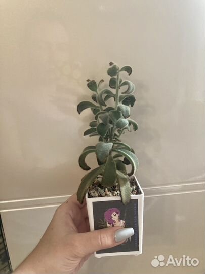 Каланхоэ войлочное