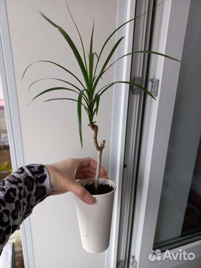 Денежное дерево,драцена,замиокулькас