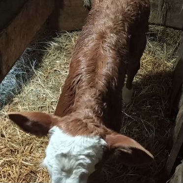 Продается телочка