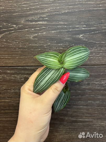 Традесканция элеганс