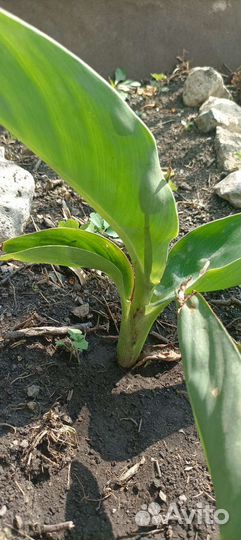 Цветы канны(красная)