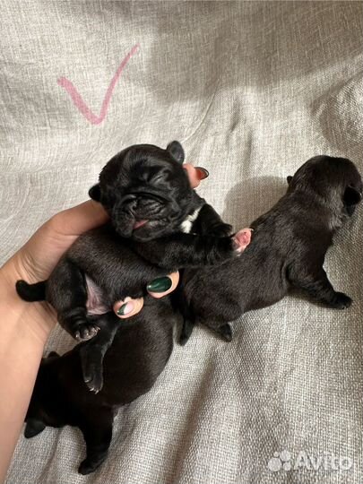 Щенки мопса