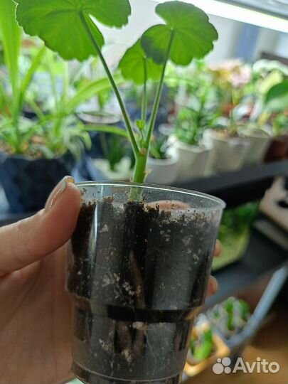 Диффенбахия камилла