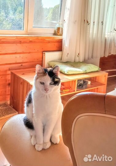 Домашняя кошачья зоогостиница, Передержка кошек