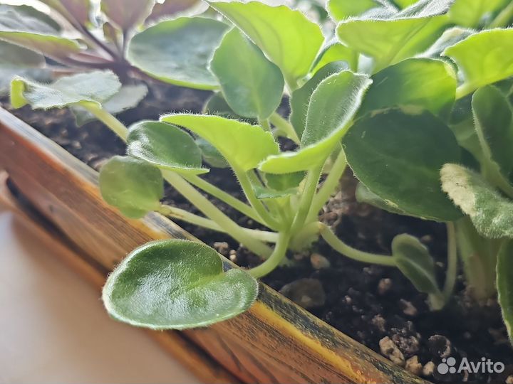 Алоэ вера и фиалки