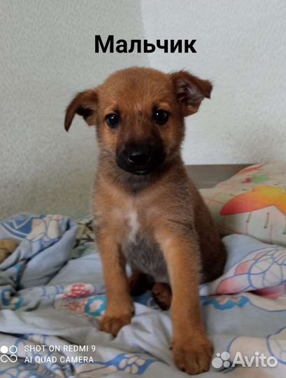 Щенки в добрые руки