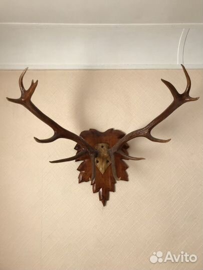 Рога оленя