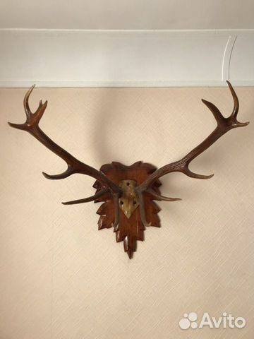Рога оленя