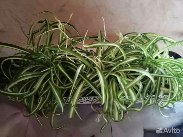 Хлорофитум кудрявый