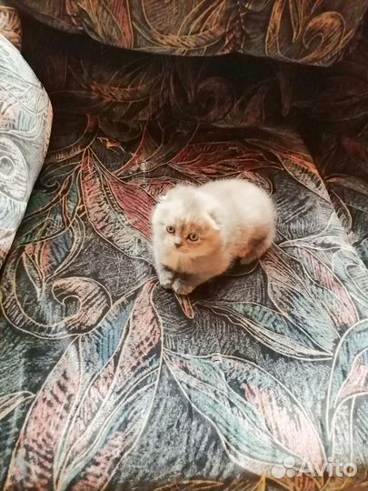 Шотландские вислоухие