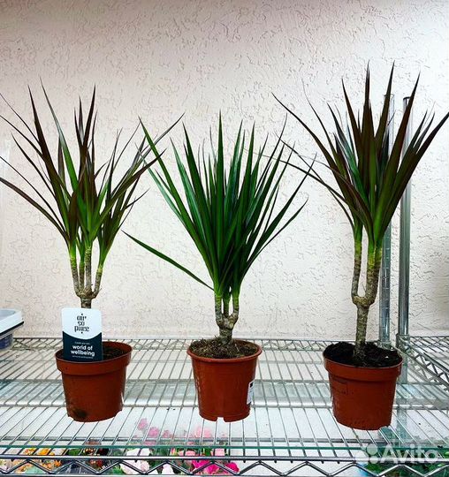 Пальма Драцена Маргината и Биколор 40/10