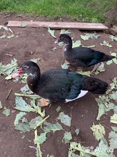 Мускусные утки