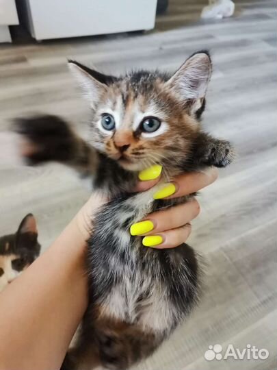 Малышка в добрые руки