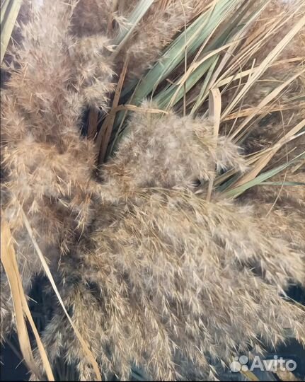 Тростник сухоцвет