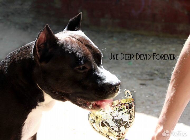 Кинолог.Дрессировка собак.Передержка