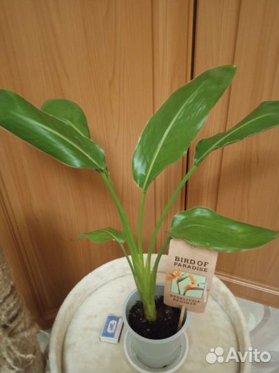 Стрелиция Королевская, Пальма Хамедорея