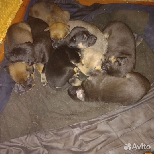 Щенки стаффорда