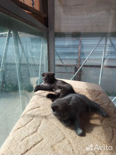 Котята от британской вислоухой кошки