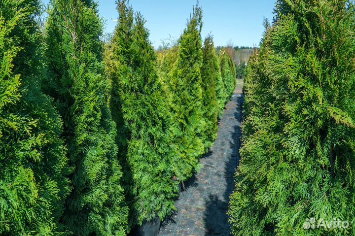 Все виды туй