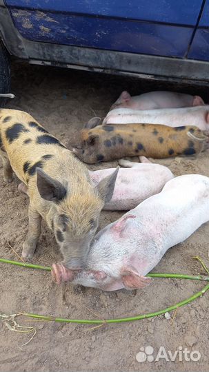 Поросята