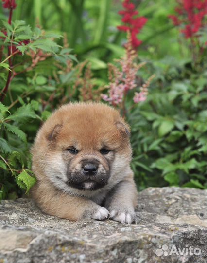 Щенки Сиба ину