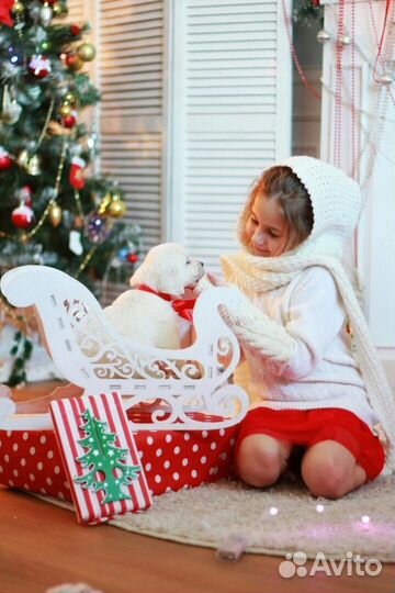 Щенки с документами