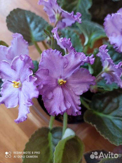 Цветущие фиалки